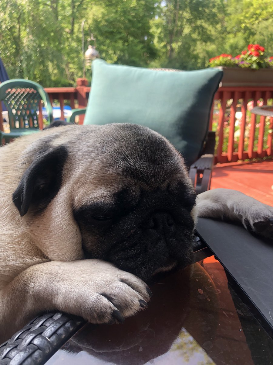 LessOfChickadee's tweet image. My mood today.