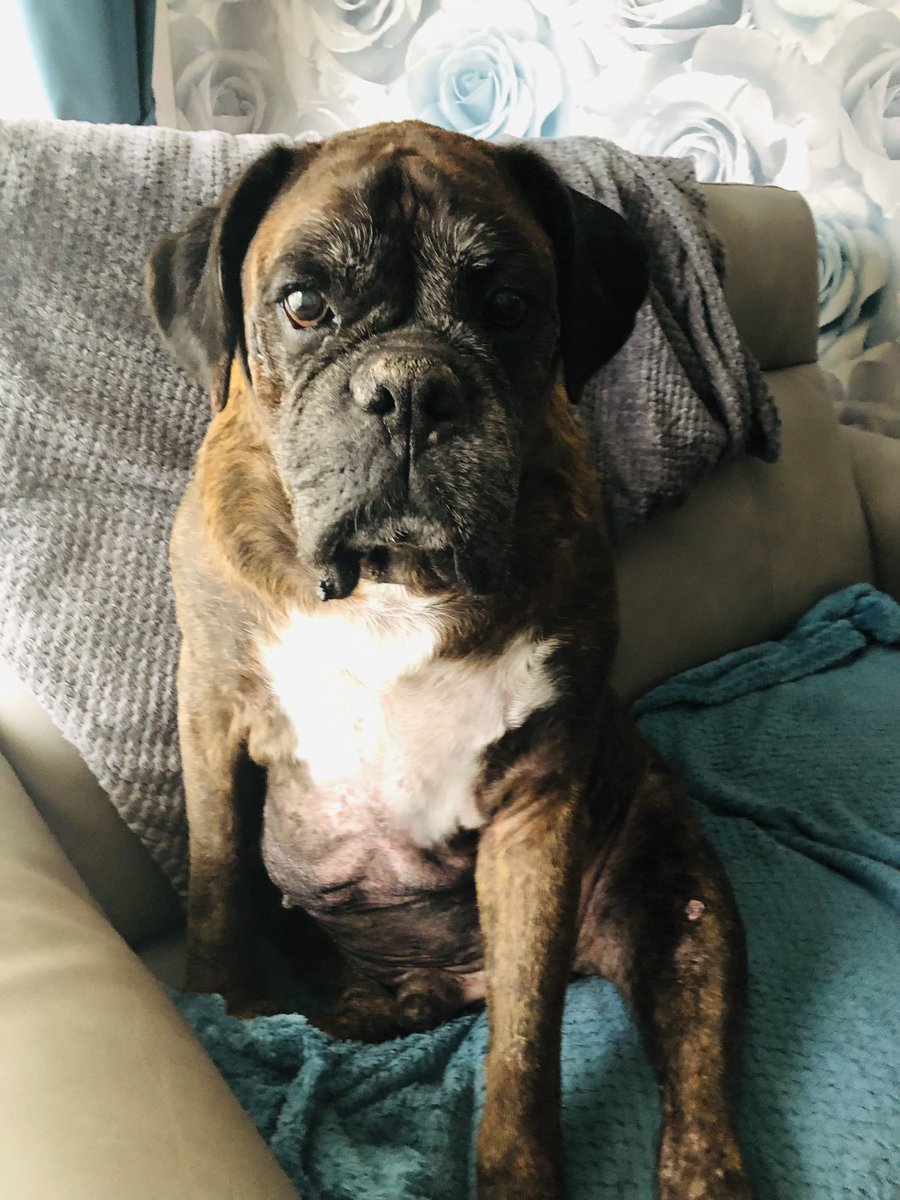chezney100's tweet photo. Happy Thursday #boxerboy #oldman #stillcute https://t.co/TRIZkHQof6