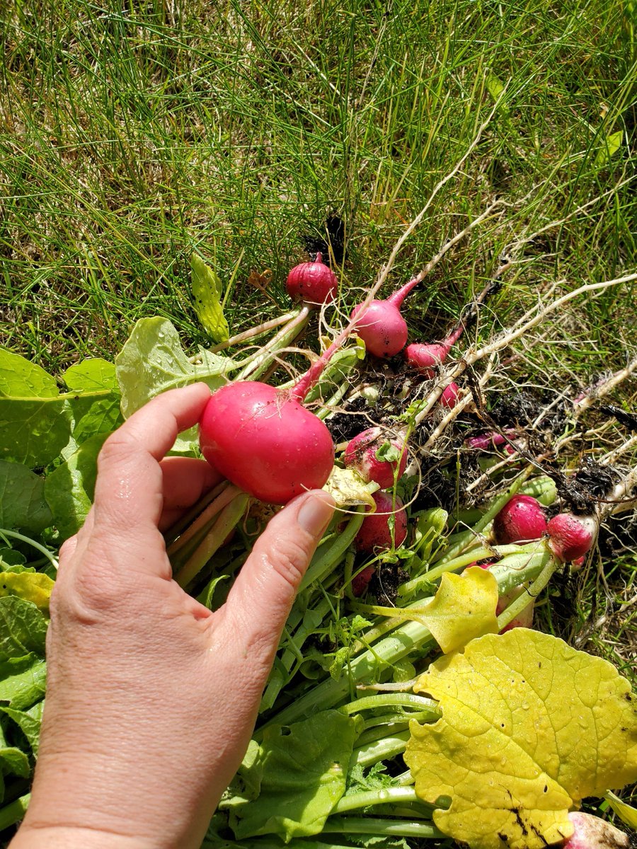 Layla Lawlor tweet media