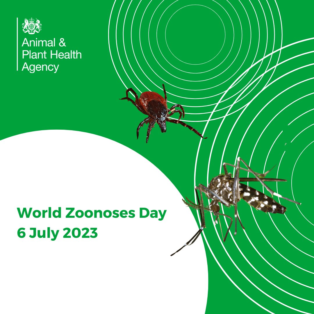 APHAgovuk's tweet photo. It's #WorldZoonosesDay! Zoonoses are diseases that can be transmitted between animals and humans.

🦟Some zoonotic diseases are carried by #mosquitoes and #ticks. Find out about our work to research these in our latest blog👇

https://t.co/mdz4MVg2UI

#OneHealth #APHAscience https://t.co/mMF2IJmFiN