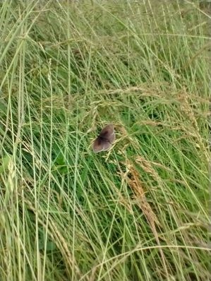 CannockCrem's tweet photo. Our gardeners have been working hard to develop areas of our memorial gardens to better support wildlife. 🐛🦋🐸

We are delighted to find so many different species enjoying the changes.

#cannockchasecrematorium #wildlife https://t.co/C7aXeEjclm