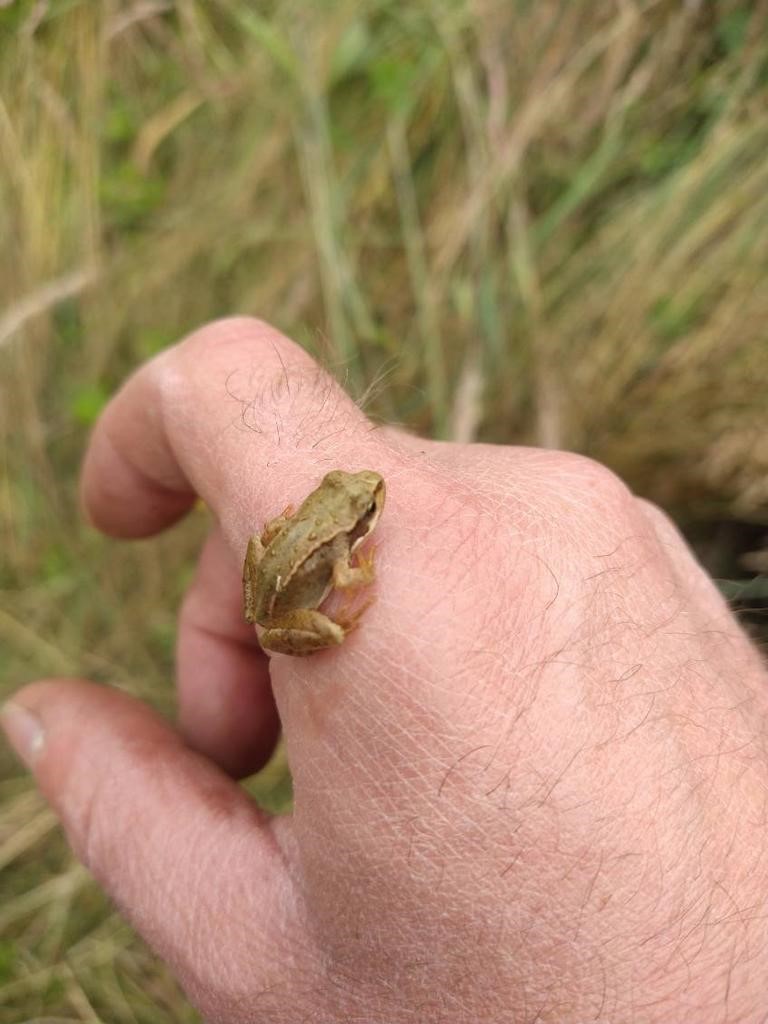 CannockCrem's tweet photo. Our gardeners have been working hard to develop areas of our memorial gardens to better support wildlife. 🐛🦋🐸

We are delighted to find so many different species enjoying the changes.

#cannockchasecrematorium #wildlife https://t.co/C7aXeEjclm