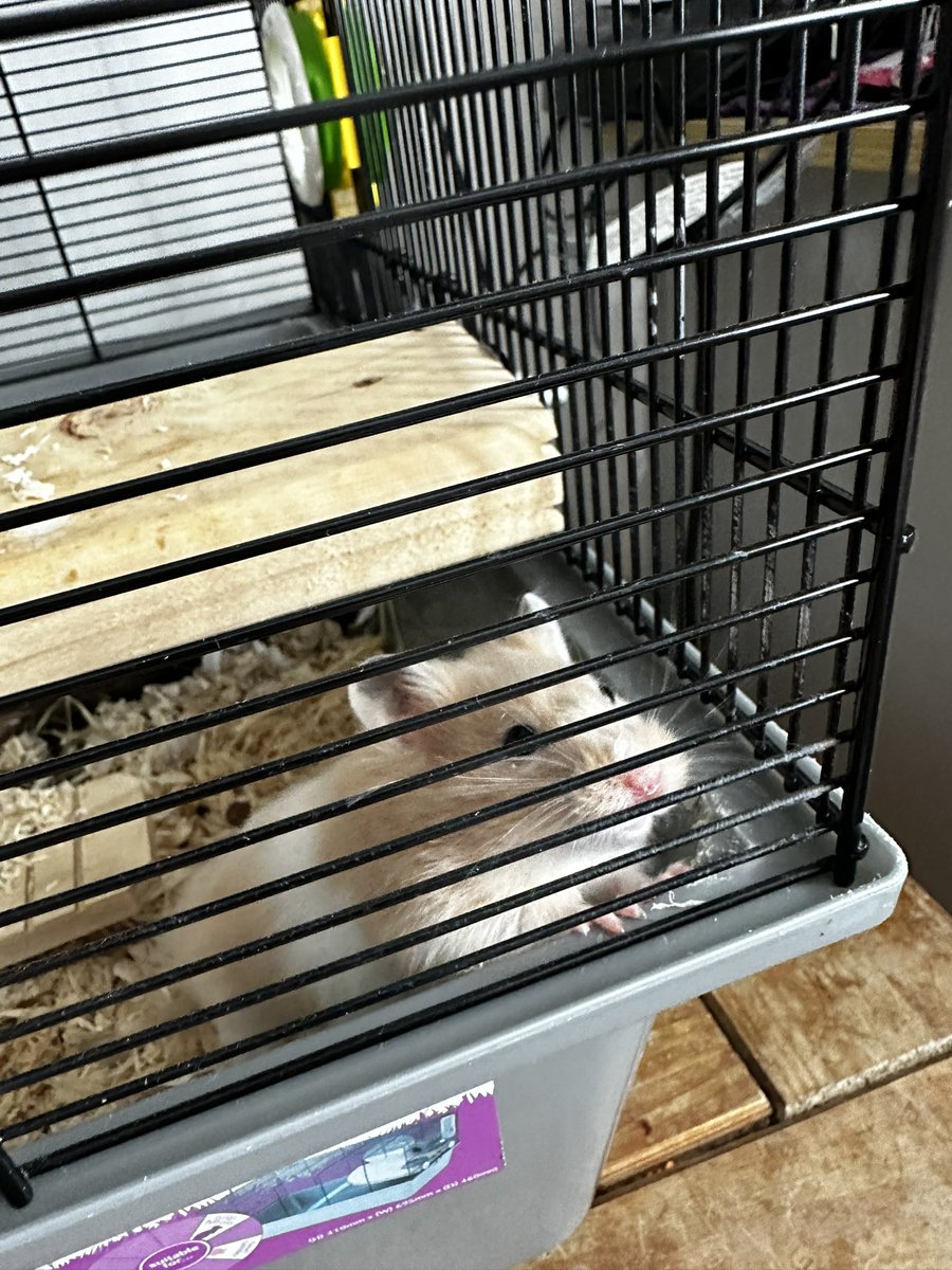 TheElvisFamily's tweet photo. 8 week old baby Gus the Syrian hamster 🐹🐹💜💜😍😍🥹🥹 https://t.co/X1doEGqCl5