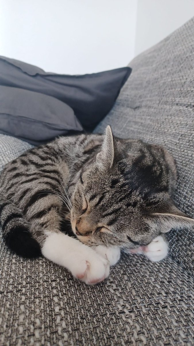 TurntableLady's tweet photo. @djanesintica Miau 🐈 https://t.co/JkVRCVoWQf
