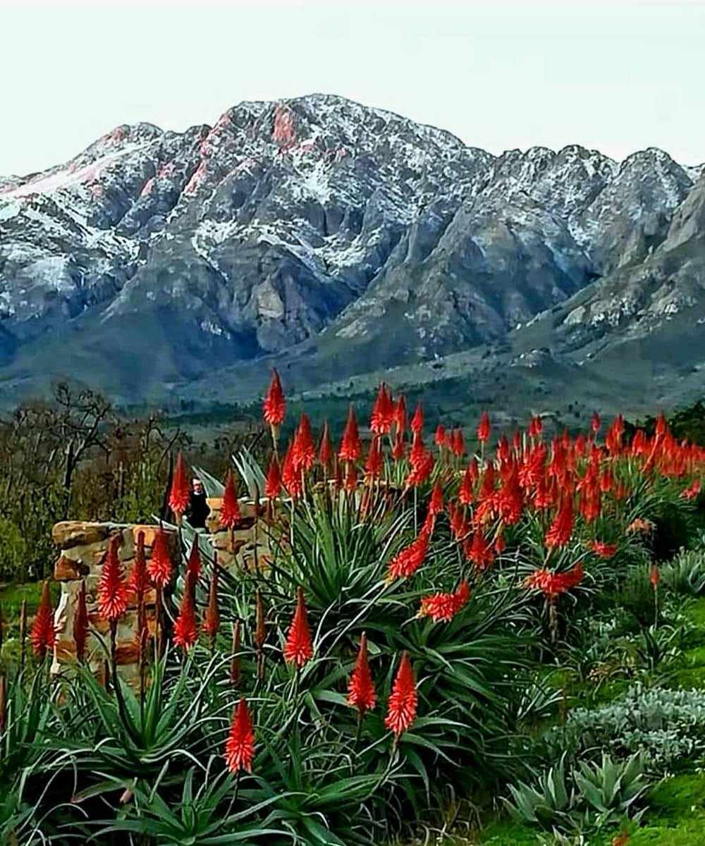 wheretostaycoza's tweet image. Snow-capped Tulbagh Mountains showcasing the magnificent aloes. Find #wheretostay in Tulbagh shorturl.at/mwAN3 Cape Winelands.

📷 Berdéhan Brand
Post via Hello South Africa
#Tulbagh #holidayaccommodation #CapeWinelands