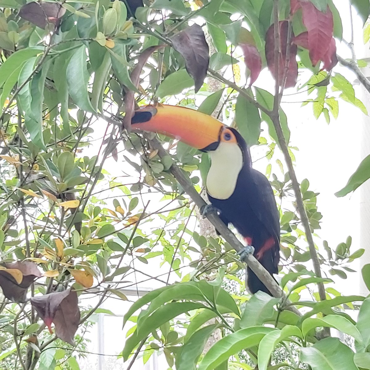 Hummingmoth's tweet image. More from the garden of birdly delights