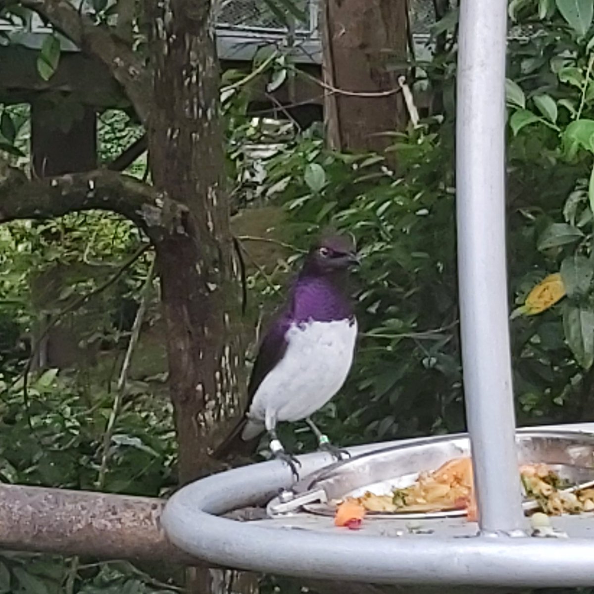 Hummingmoth's tweet image. More from the garden of birdly delights