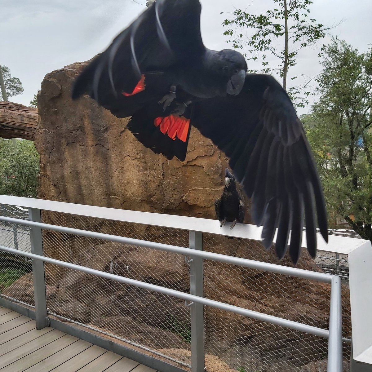 Hummingmoth's tweet image. More from the garden of birdly delights