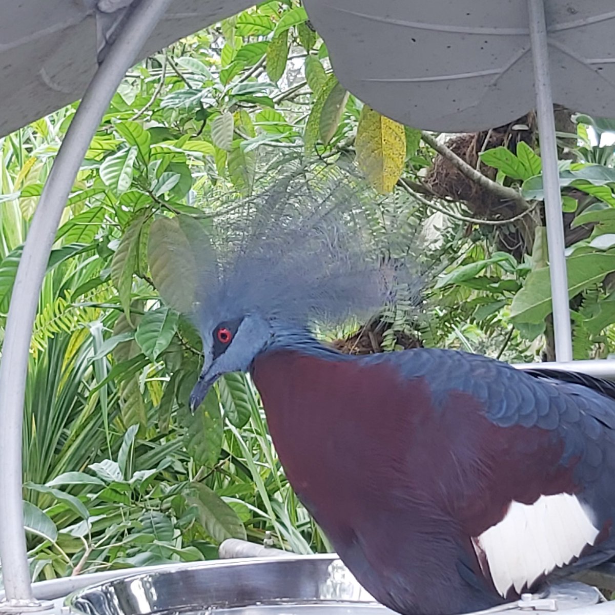 Hummingmoth's tweet image. More from the garden of birdly delights