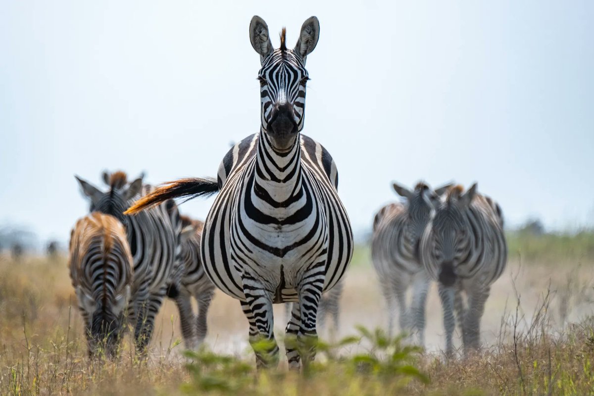 The majestic giants of Amboseli! 🐘

buff.ly/36RbTVF 

#AmboseliSafari #ElephantSafari #AmboseliElephants #AmboseliWildlife #KenyaSafari
#AmboseliNationalPark #WildlifeEncounters #SafariAdventures #AfricanWildlife
#WildlifeConservation #AfricanSafari #SafariDreams