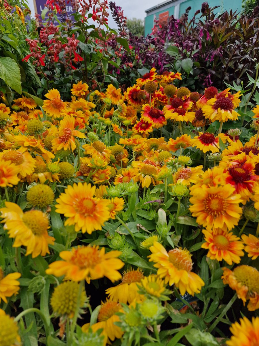 We have a great range of Perrywood Grown #perennials for you to choose from! They will give instant colour to your garden and pollinators will love them.