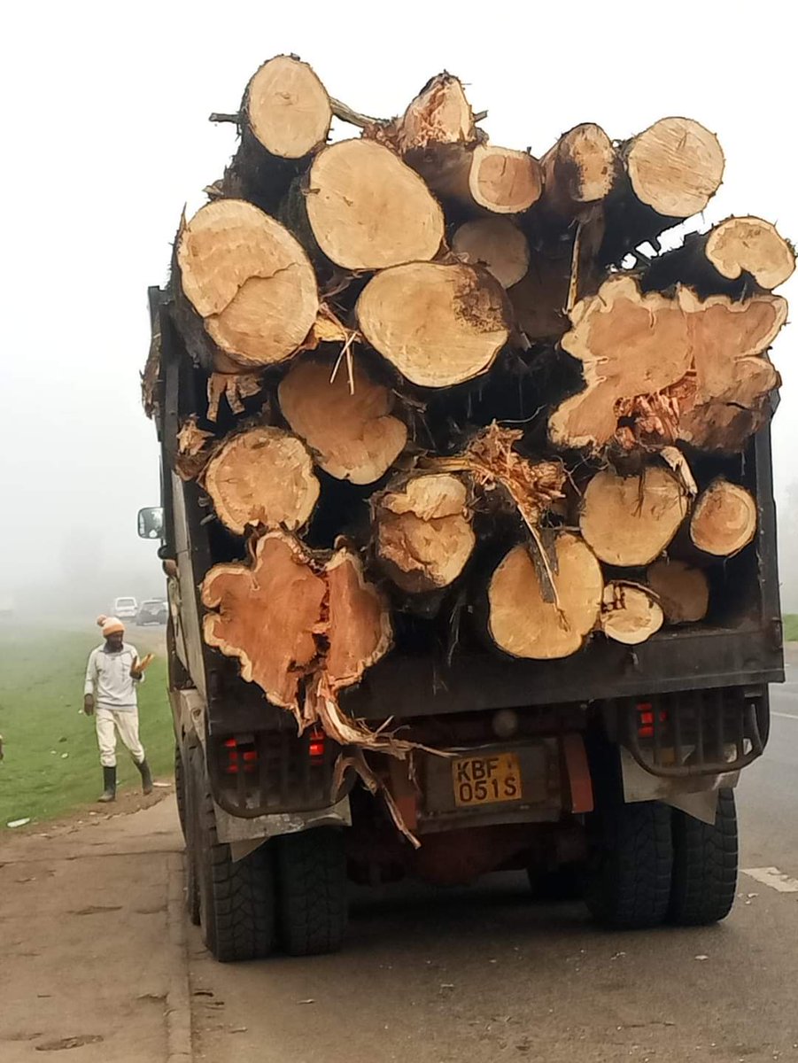 Hali halisi pale Limuru, baada ya #Zakayo #MtozaUshuru kuruhusu miti ikatwe !

Nyuma ya tent 🎪 huyo huyo #Zakayo anasema atapanda miti 🌲🌲🌲 milioni ngapi eti? 

#KenyaKwisha na serikali ya #KenyaKwanza ...

#AzimioLaUmoja 
#MamaMboga 
#BureKabisa