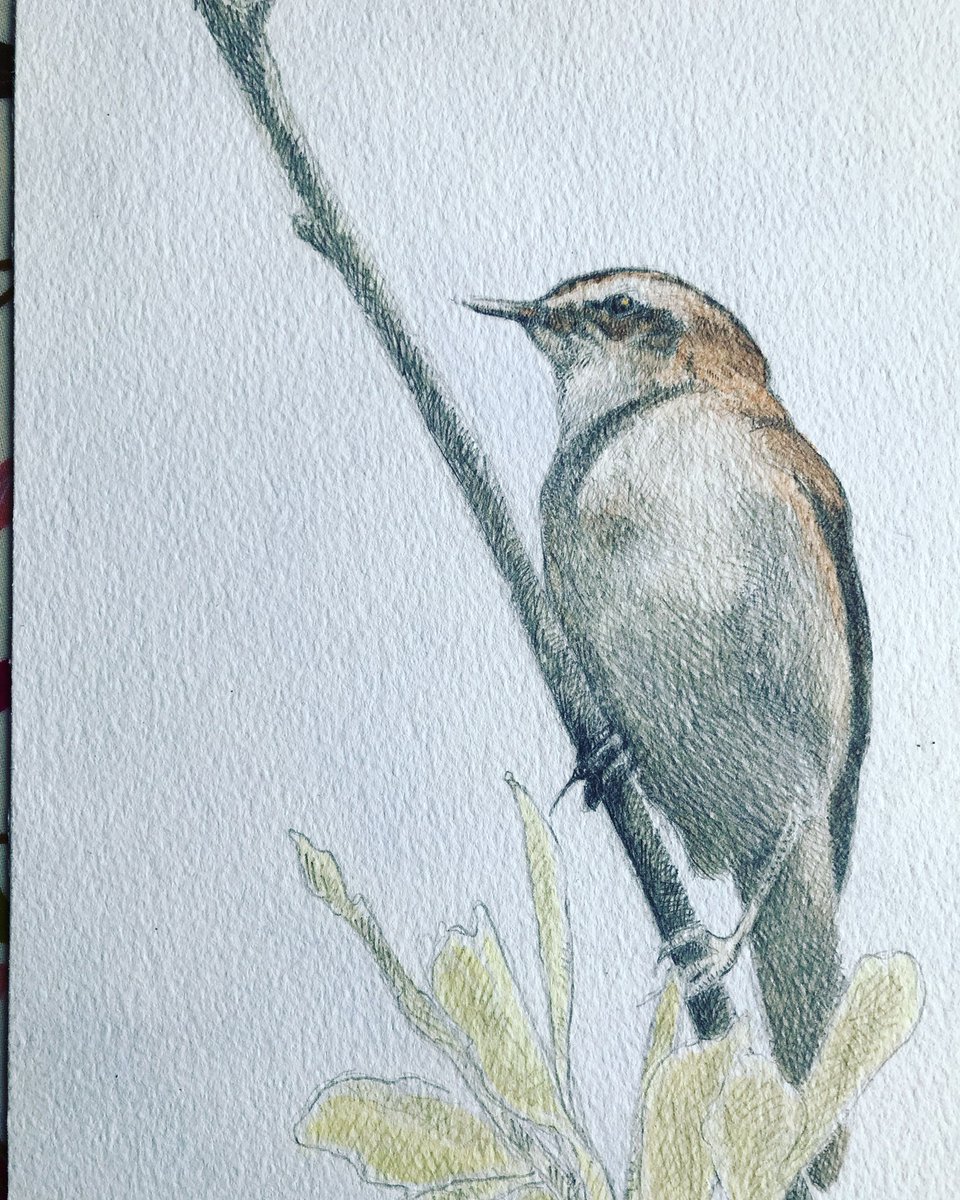 philiptyb's tweet photo. From about 35 years ago. Seen at Kenfig pool. No longer sure what kind of warbler it is. Can anyone ID?
#kenfigpool #bird #Pencildrawing #watercolour #welshart #welshartist #welsh_art https://t.co/pNBLuXZG98
