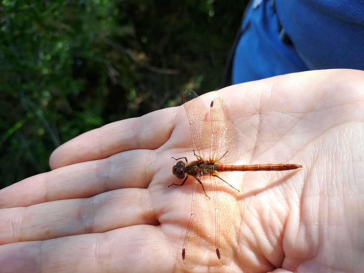 JamesEJepson's tweet photo. To celebrate #DragonflyWeek23, some images from recent surveys of #Odonata at our site in Bickershaw with @LisaRoseJepson & @Lazuli27. Currently 8 species of #Dragonfly and 6 species of #Damselfy recorded here. A good site for Red-Eyed Damselfies. @BDSdragonflies https://t.co/jOAY3xt2Qd