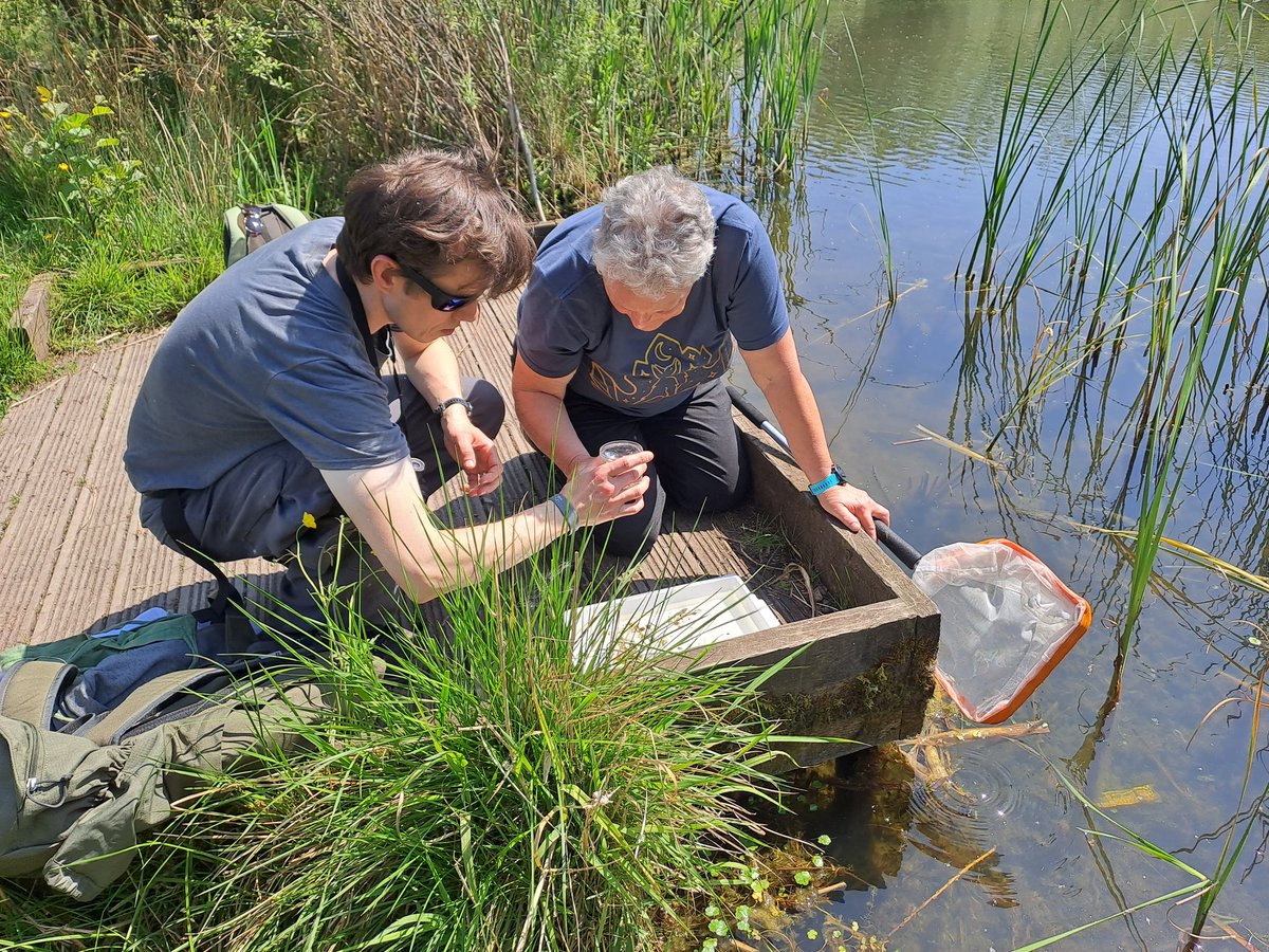 JamesEJepson's tweet photo. To celebrate #DragonflyWeek23, some images from recent surveys of #Odonata at our site in Bickershaw with @LisaRoseJepson & @Lazuli27. Currently 8 species of #Dragonfly and 6 species of #Damselfy recorded here. A good site for Red-Eyed Damselfies. @BDSdragonflies https://t.co/jOAY3xt2Qd
