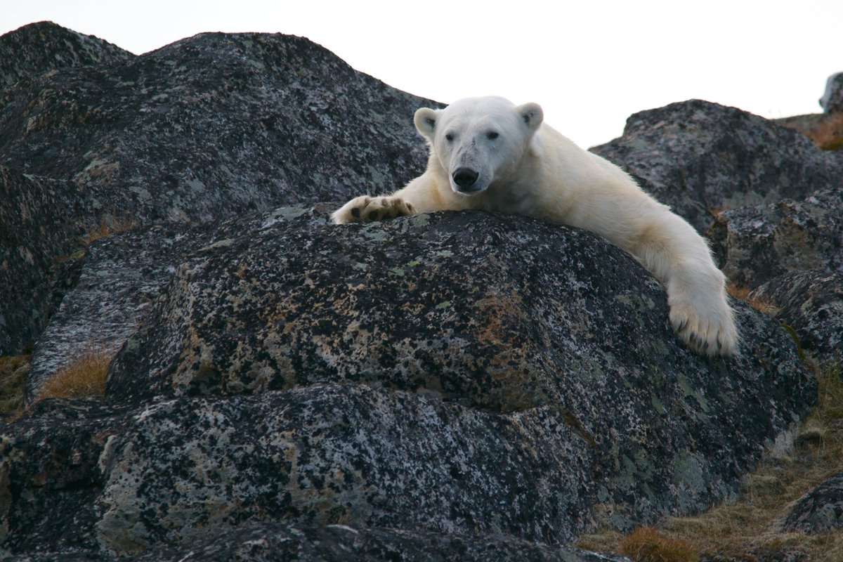 WILDFOOTTravel's tweet photo. Delighted to welcome renowned wildlife filmmaker &amp; artist @robertefuller to the Arctic paradise of Svalbard on m/v Sea Spirit. Stay tuned for mesmerising footage &amp; stories! https://t.co/pxvpHVq9zD