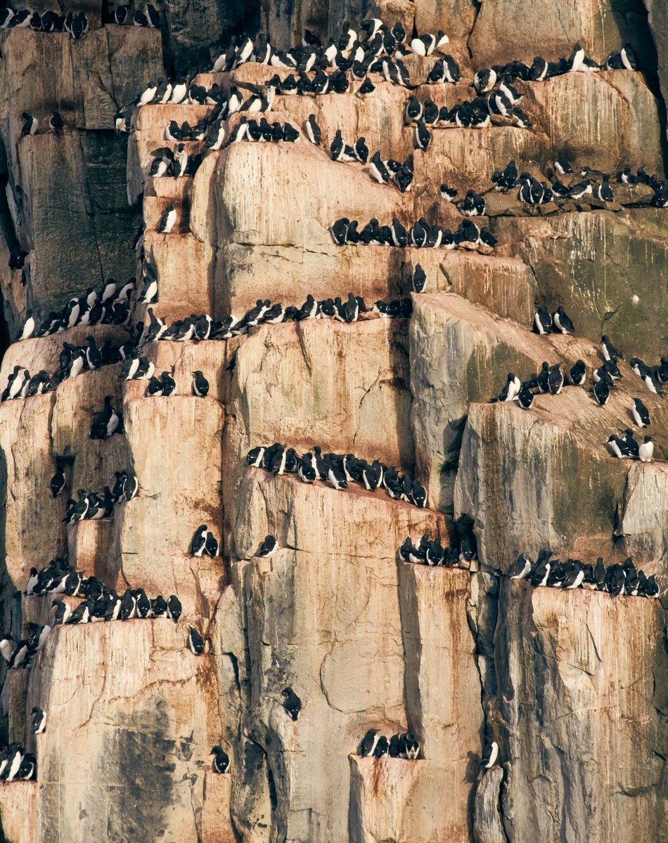 WILDFOOTTravel's tweet photo. Delighted to welcome renowned wildlife filmmaker &amp; artist @robertefuller to the Arctic paradise of Svalbard on m/v Sea Spirit. Stay tuned for mesmerising footage &amp; stories! https://t.co/pxvpHVq9zD