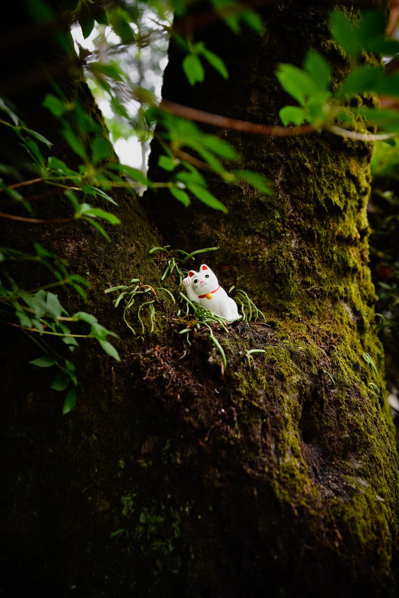 Gm 🍵 to all catlovers