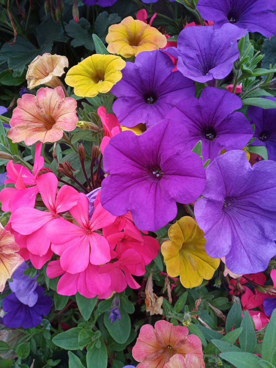 Alan Gardner 💙 tweet media