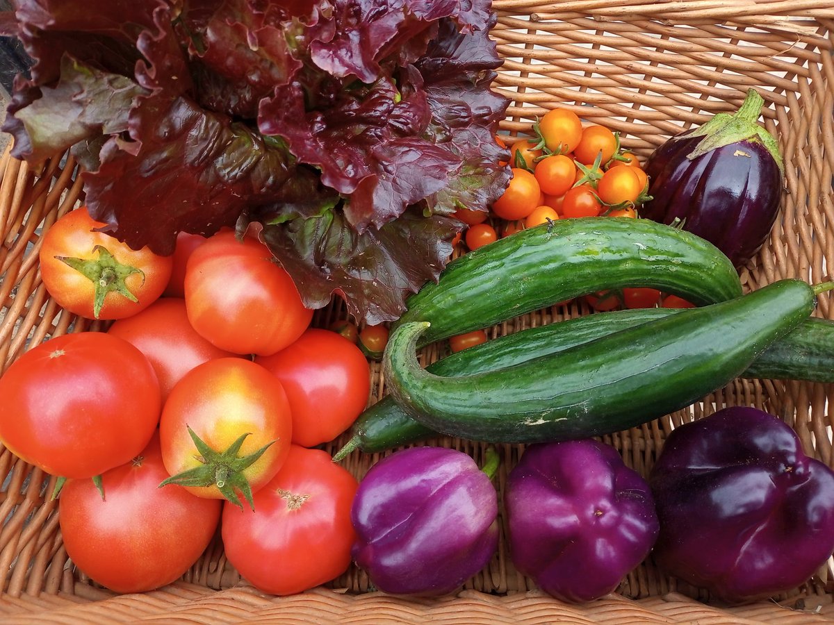 Summer vegetables starting to show their true colours this week, all available at the farm gate tomorrow Friday until noon #organicfarming #buylocal #supportbritishfarmers