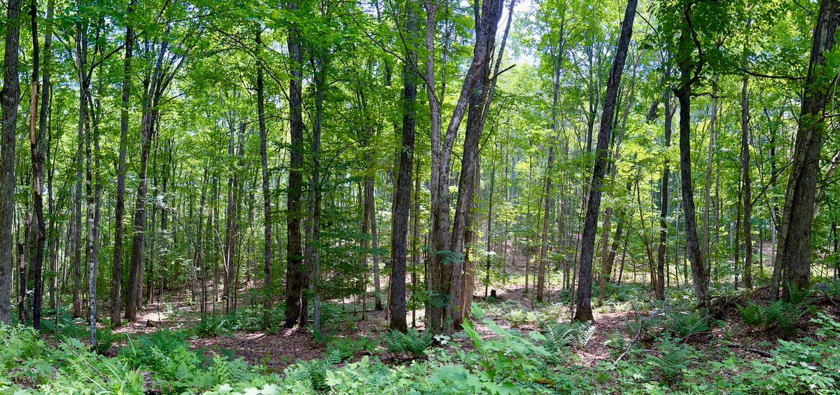 cheryleaston_'s tweet photo. Coming Soon to https://t.co/uWgn88Gxwq
0 Tusk Trail
Bancroft, ON
To be offered at $249,000

🏡80.4 acres of virtually untouched hardwood forest
🏡596 sq. ft off grid cabin with solar panel
🏡+3500 feet of road frontage

#SherwoodForest  #DeliveringExcellenceInRealEstate  #C21 https://t.co/qbpK9iPRxF