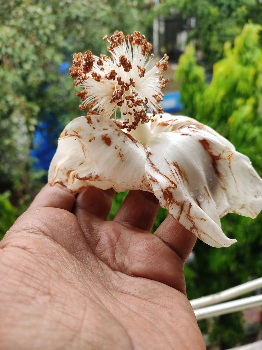 3d_india's tweet photo. Anyone know which flower is this?
@seasonwatch_in #50trees #planttwitter https://t.co/SW0qBxy45i