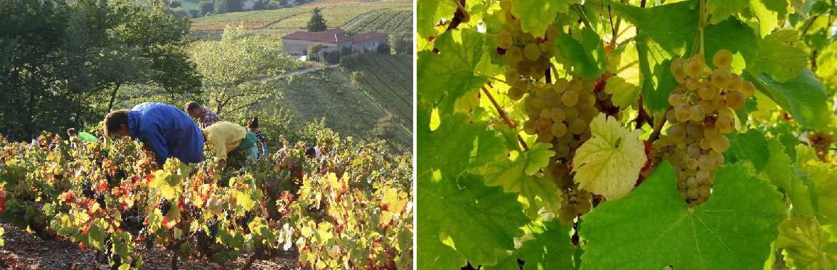 Domaine de Thulon; Viognier in de Beaujolais! De familie Jambon kennen we van een aantal Cru’s uit de Beaujolais. Echter ze verbouwen ook een paar akkertjes met Viognier-druiven. Dat levert spannende zachte wijn op met een lekkere exotische toets.  mailchi.mp/bdd70ccce1e7/d…