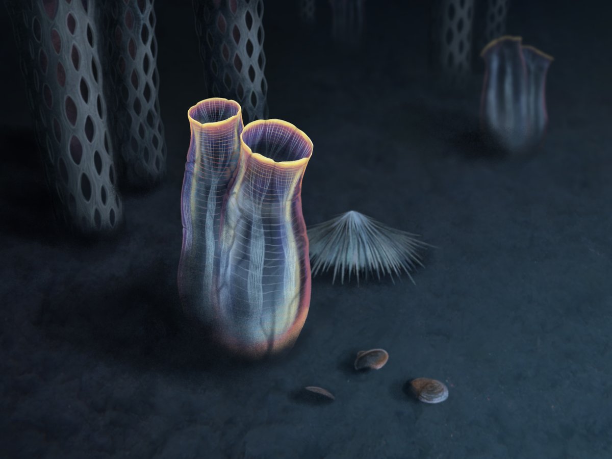 Karma Nanglu (@knanglu) on Twitter photo For an early #FossilFriday I’m excited to share our newest paper is out in <a href="/NatureComms/">Nature Communications</a>. <a href="/InvertebratePal/">Javier Ortega Hernández</a> <a href="/PlLife2/">Rudy Lerosey-Aubril</a>, James Weaver, and I describe a new species of Cambrian fossil tunicate from the Marjum formation of Utah 🧵👇: tinyurl.com/5yx95b94 For an early #FossilFriday I’m excited to share our newest paper is out in <a href="/NatureComms/">Nature Communications</a>. <a href="/InvertebratePal/">Javier Ortega Hernández</a> <a href="/PlLife2/">Rudy Lerosey-Aubril</a>, James Weaver, and I describe a new species of Cambrian fossil tunicate from the Marjum formation of Utah 🧵👇: tinyurl.com/5yx95b94