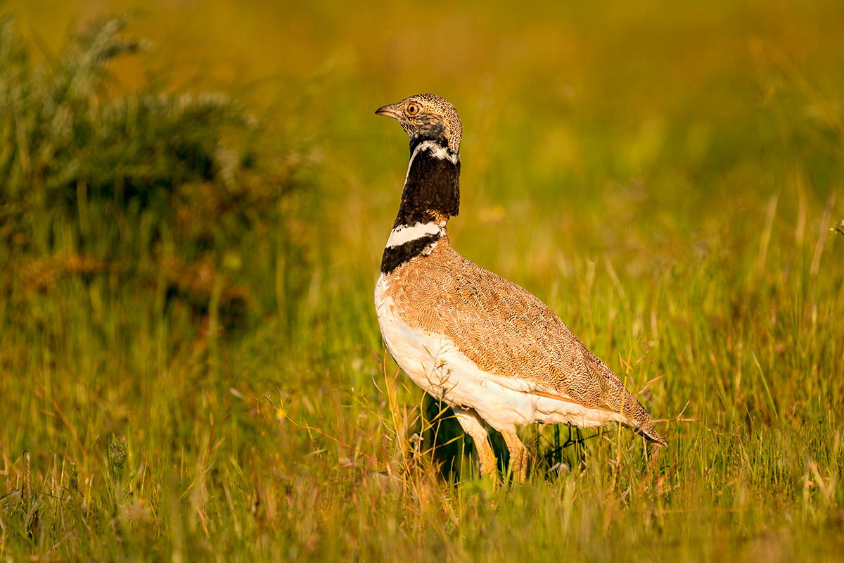 ‼𝐔𝐧 𝐩𝐫𝐨𝐲𝐞𝐜𝐭𝐨 𝐝𝐞 𝐩𝐥𝐚𝐧𝐭𝐚 𝐟𝐨𝐭𝐨𝐯𝐨𝐥𝐭𝐚𝐢𝐜𝐚 𝐞𝐧 𝐀𝐥𝐦𝐚𝐫𝐠𝐞𝐧 𝐚𝐦𝐞𝐧𝐚𝐳𝐚 𝐥𝐚 𝐩𝐨𝐛𝐥𝐚𝐜𝐢𝐨́𝐧 𝐝𝐞 𝐮𝐧 𝐚𝐯𝐞 𝐞𝐧 𝐩𝐞𝐥𝐢𝐠𝐫𝐨 𝐝𝐞 𝐞𝐱𝐭𝐢𝐧𝐜𝐢𝐨́𝐧‼
<a href="/andaluciacaza/">Federación Andaluza de Caza</a>
⬇⬇⬇
fac.es/noticia/un-pro…