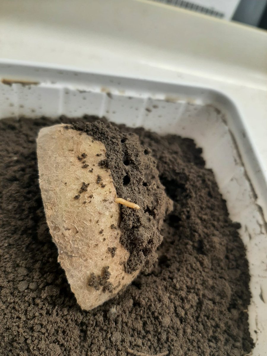 #Ritnaalden zijn één van de meest hardnekkige #bodemplagen en kunnen veel schade geven aan landbouwgewassen. In de PPS Grondige aanpak Bodemplagen onderzoeken we of #inundatie een alternatieve beheersmogelijkheid is voor ritnaalden. Lees meer -> bitly.ws/KCz6