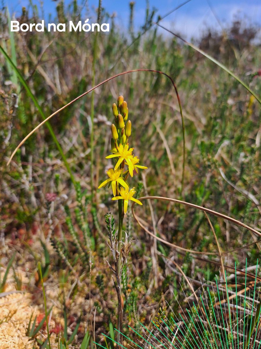 BnMIreland's tweet image. The enchanting Bog asphodel, adorning our bogs with its vibrant yellow hue. Did you know its scientific name, "ossifragum," means "bone breaking"? 
#BordnaMóna #ecology #bogs #ireland
