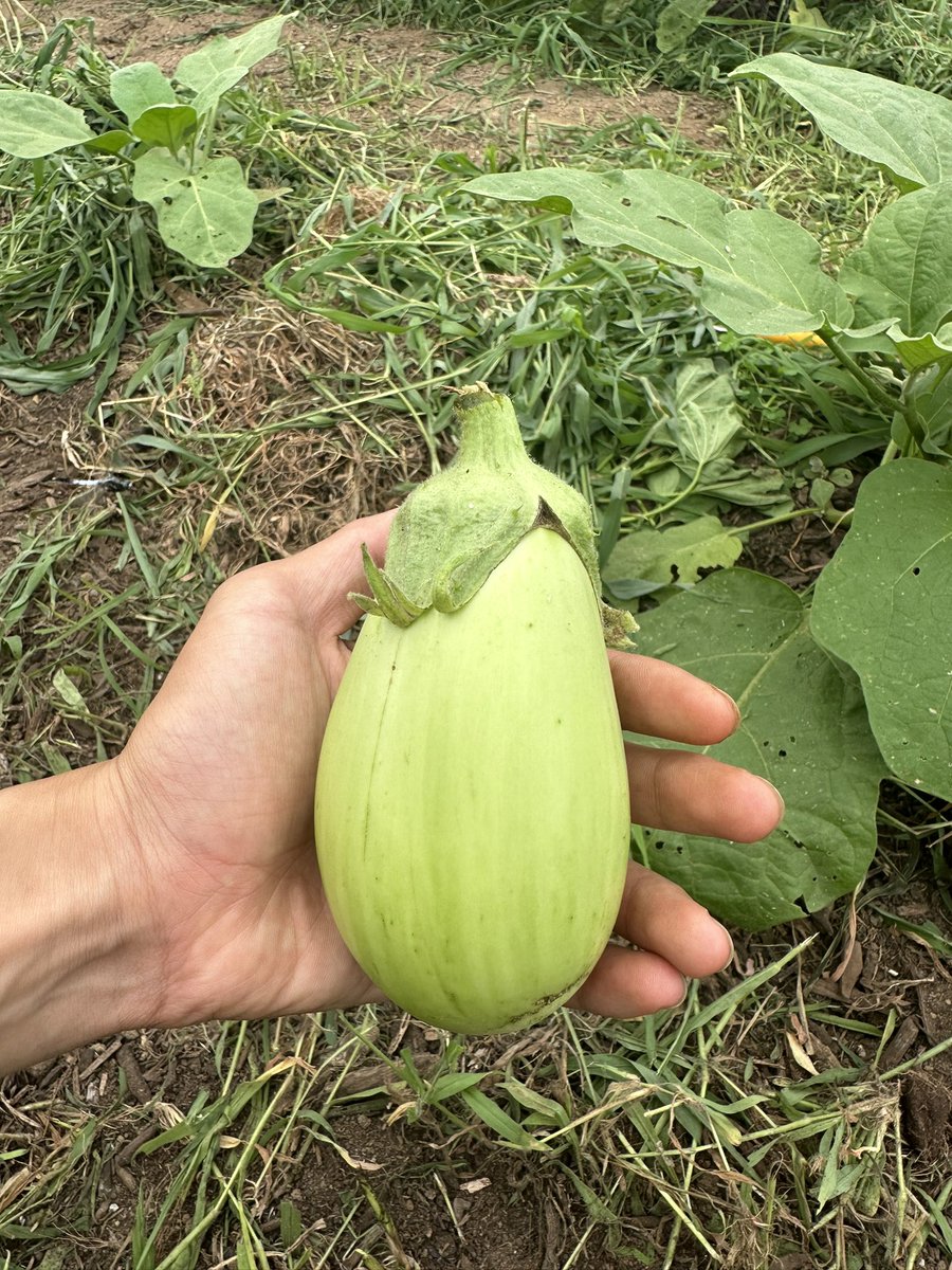 白ナスです！まんまるくて可愛らしいフォルムたまりません！！☺️