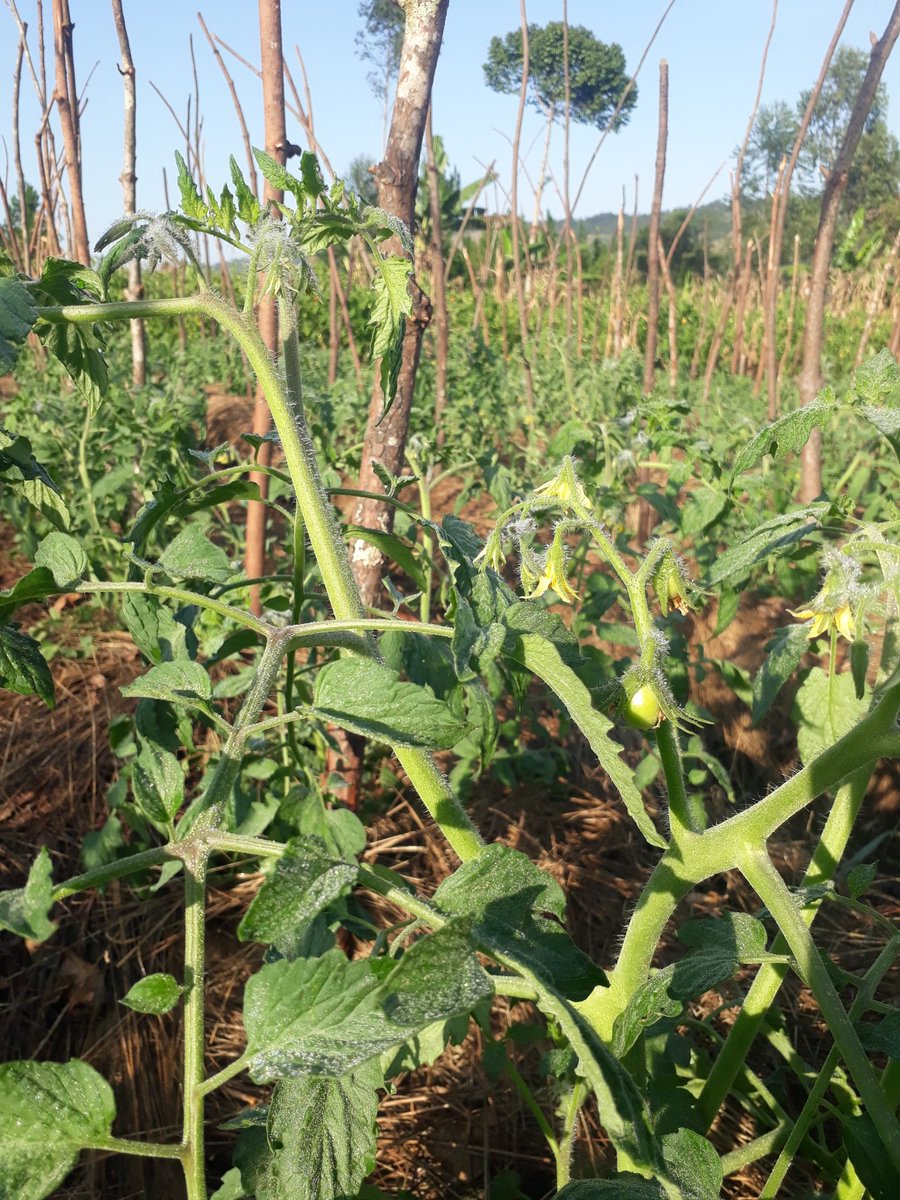 #UrbanFarmingIsWorthierThanGoldMining.💪🙏