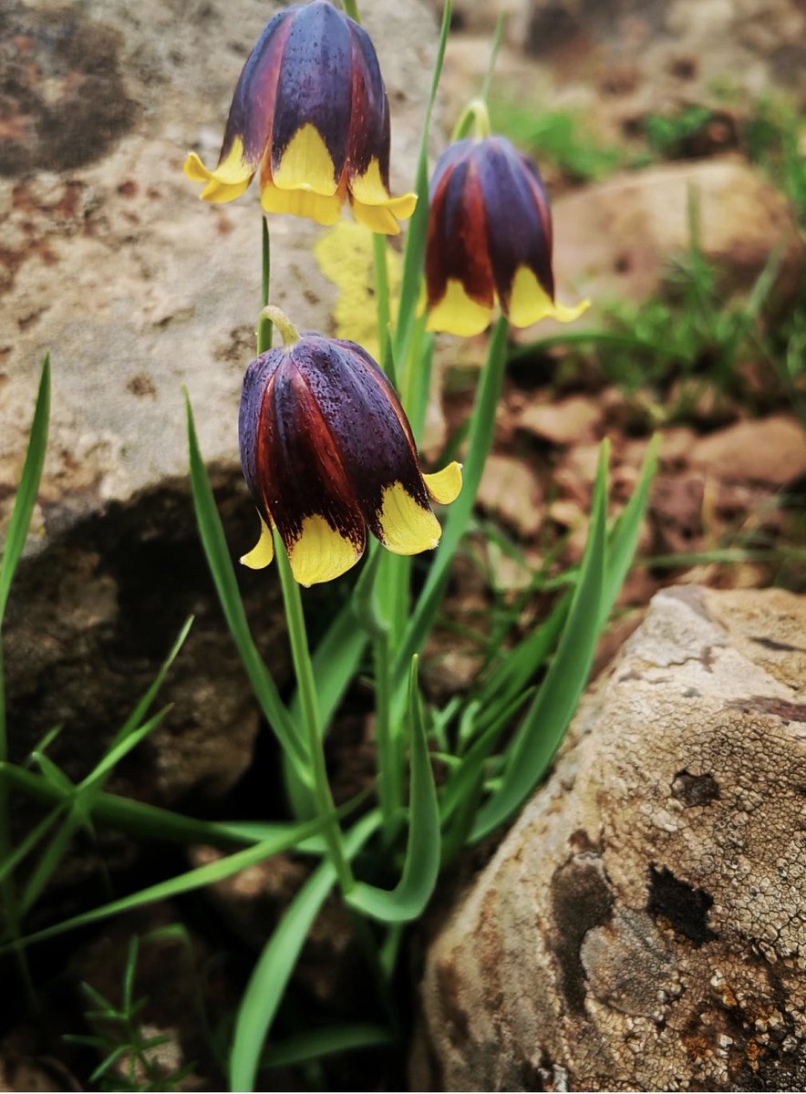DrGunerSonmez's tweet photo. “Elazığ'ın Karakoçan ilçesinde ters lale türüne ait yeni bir bitki keşfedildi. Literatüre kazandırılan ve bilimsel ismi ''Fritillaria karakocanensis'' olan bitkiye ''Karakoçan lalesi'' adı verildi.” https://t.co/rNsuXvKxcR