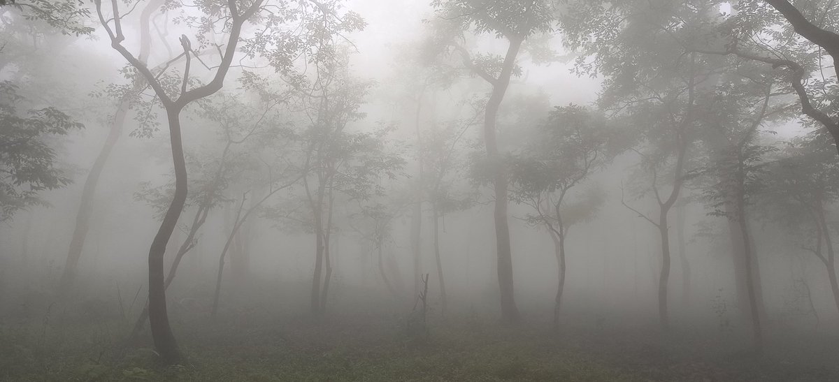 samareshbiswal_'s tweet photo. The magical touch of monsoon makes  forests more mysterious...

#SimilipalTigerReserve #Similipal #Monsoon2023 #MagicTouch #fog #Rain #Cloud #IncredibleIndia
@incredibleindia @OdishaTourism https://t.co/ZJK4TL0k5O