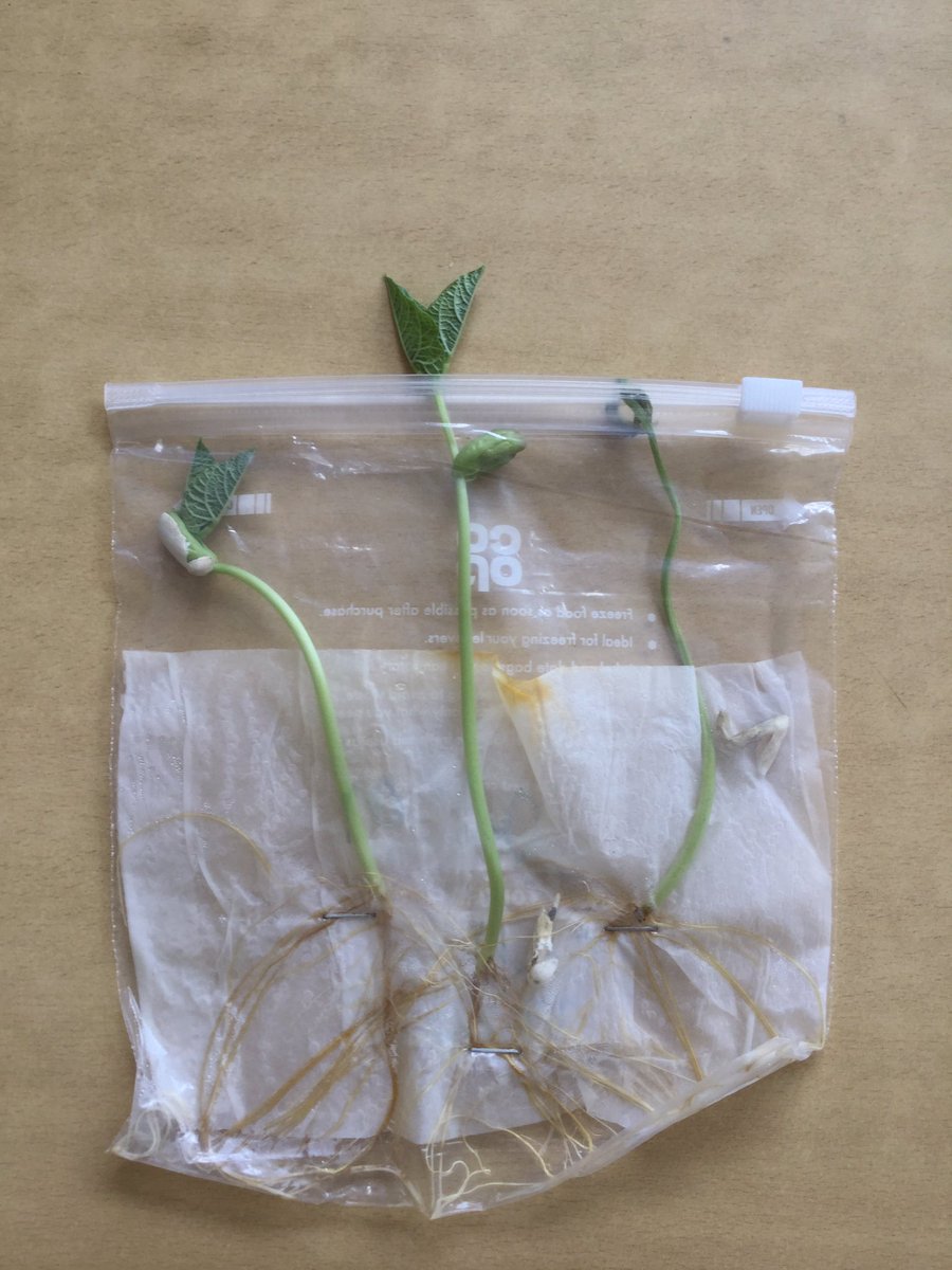 SpringCPS's tweet image. Birch class have been keeping an observation diary to track how fast their beans have been growing. We have been tracking their growth and how they have changed over time. They have sprouted up so fast! 🌱 #year2 #year2science