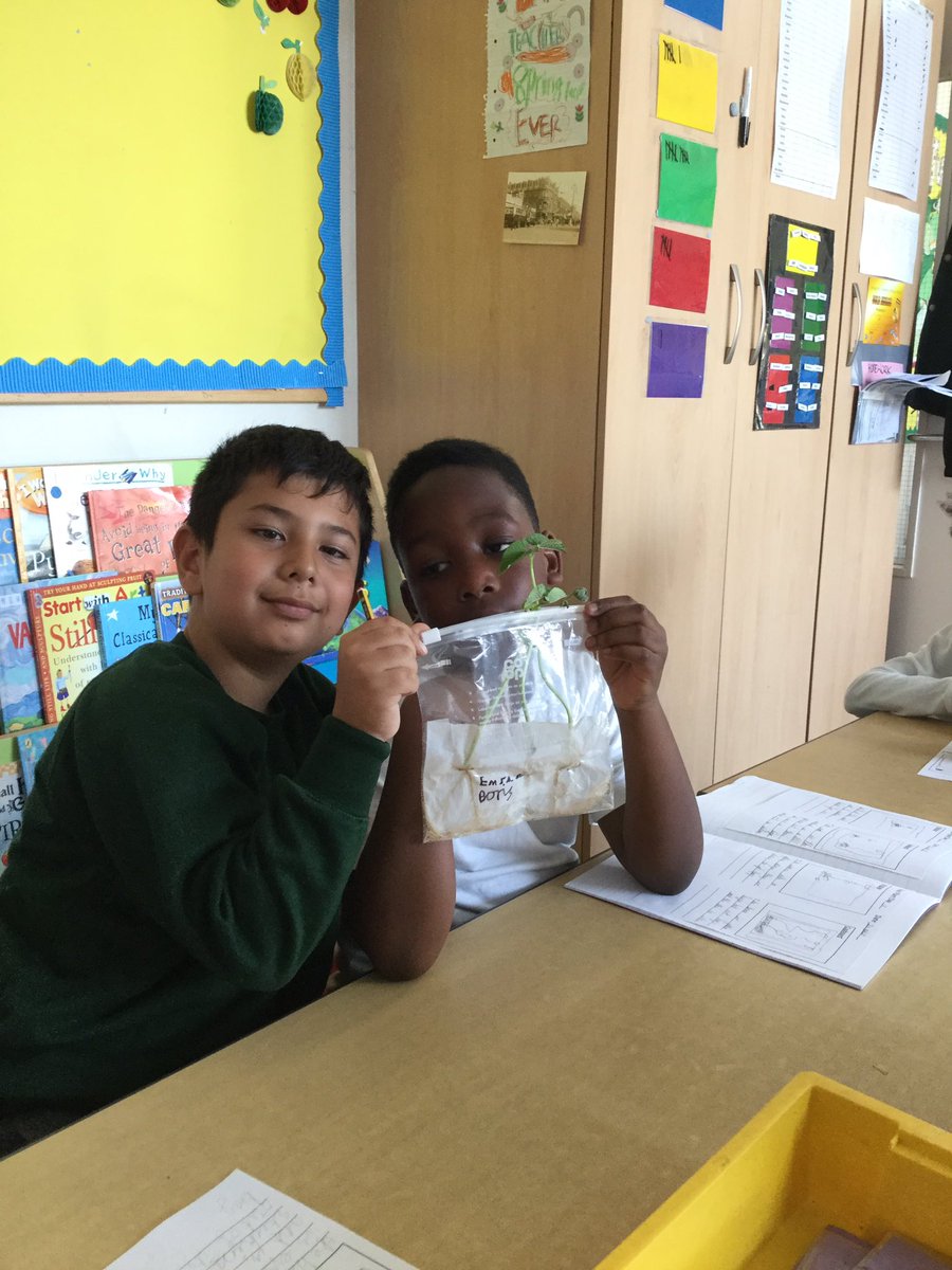 SpringCPS's tweet image. Birch class have been keeping an observation diary to track how fast their beans have been growing. We have been tracking their growth and how they have changed over time. They have sprouted up so fast! 🌱 #year2 #year2science