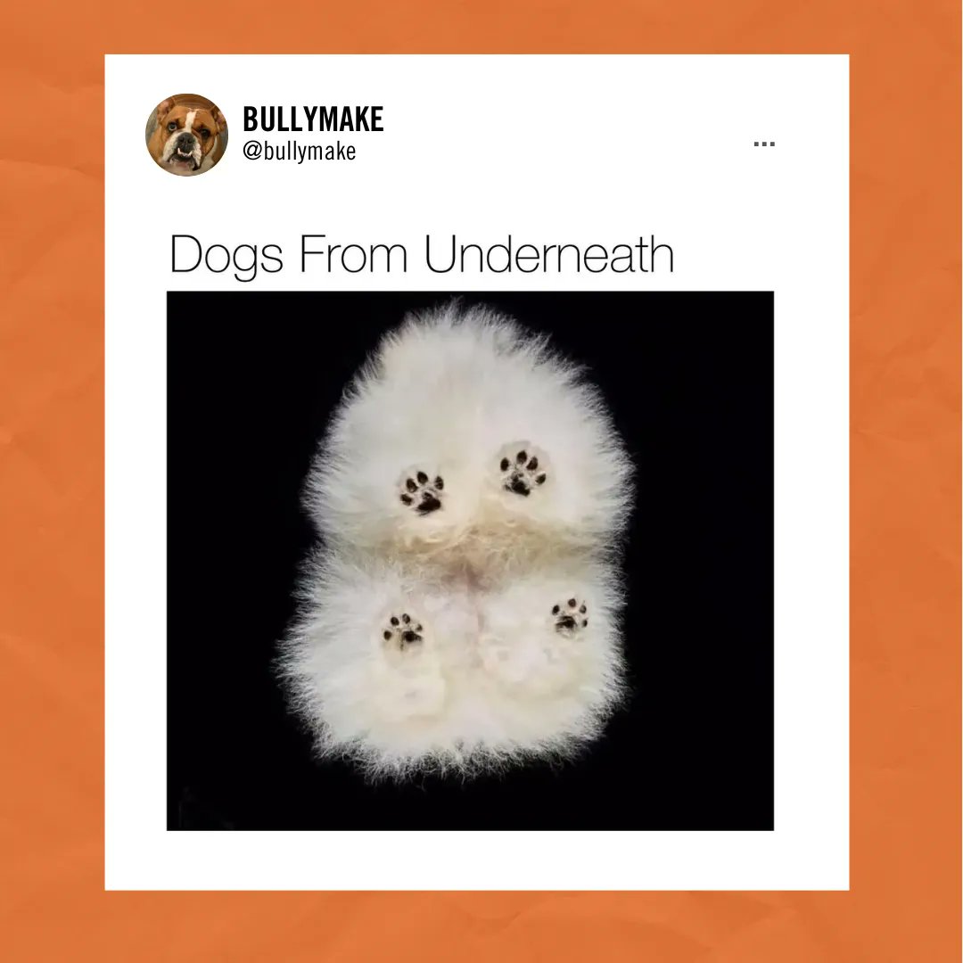 BULLYMAKE tweet media