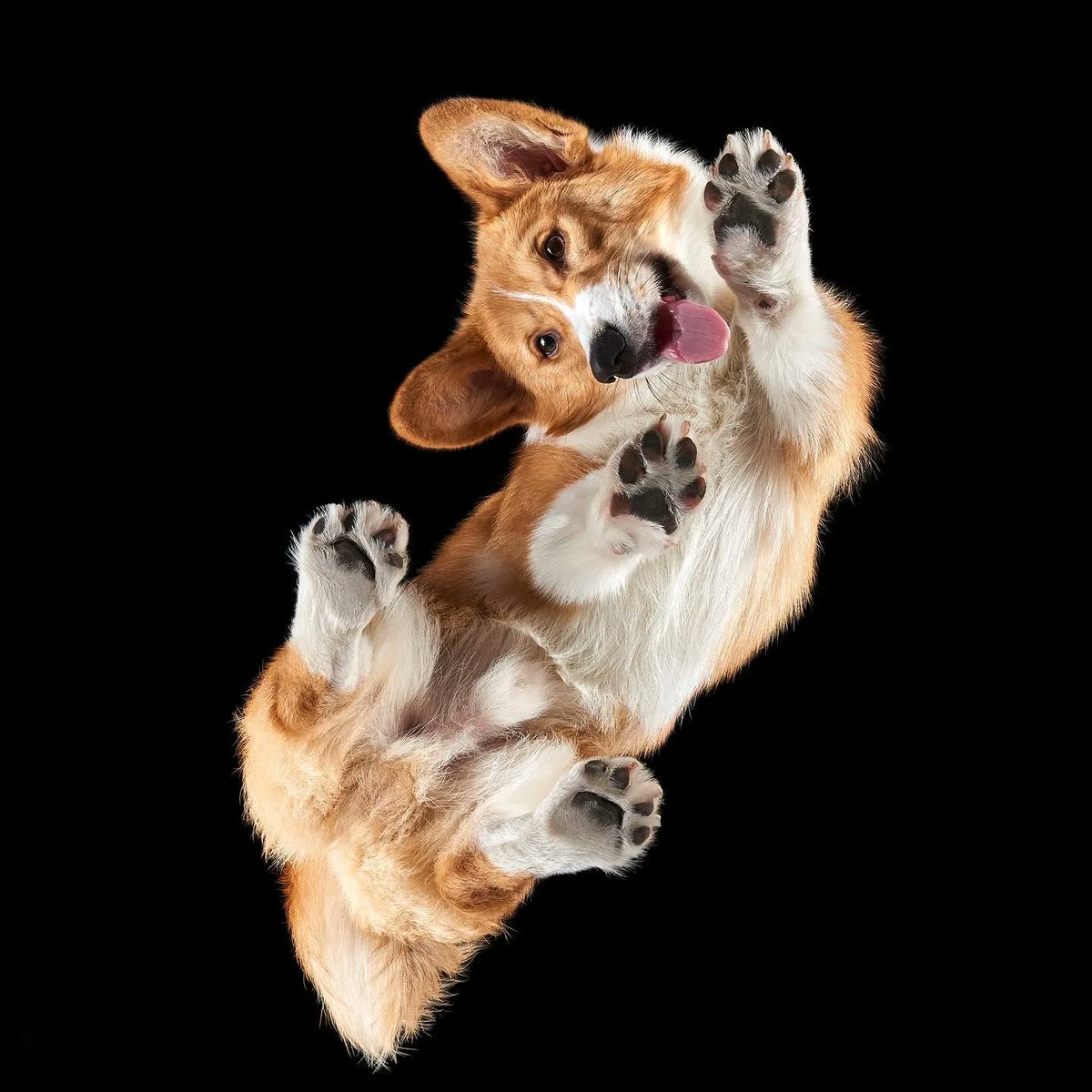 THE. TINY. TOE. BEANS. 😭 

Visit @underlook_project on instagram to learn more about their work! 

#photography #dogs #paws