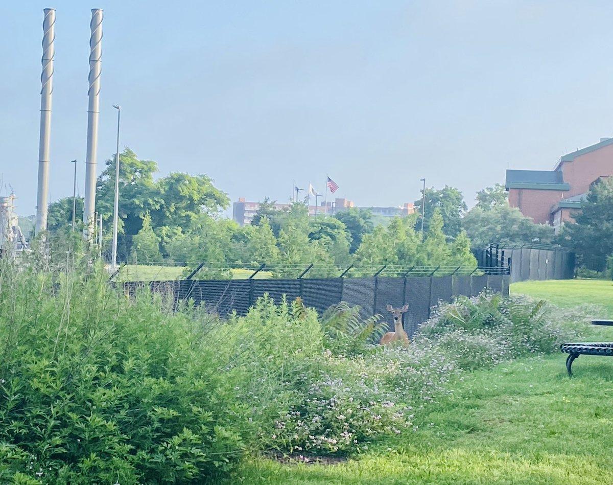 Becky_Haugh's tweet photo. Wasn’t expecting this today. North #WeymouthMA wildlife in Fore River basin 🦌❤️🦌 https://t.co/hc1fb2wfPf