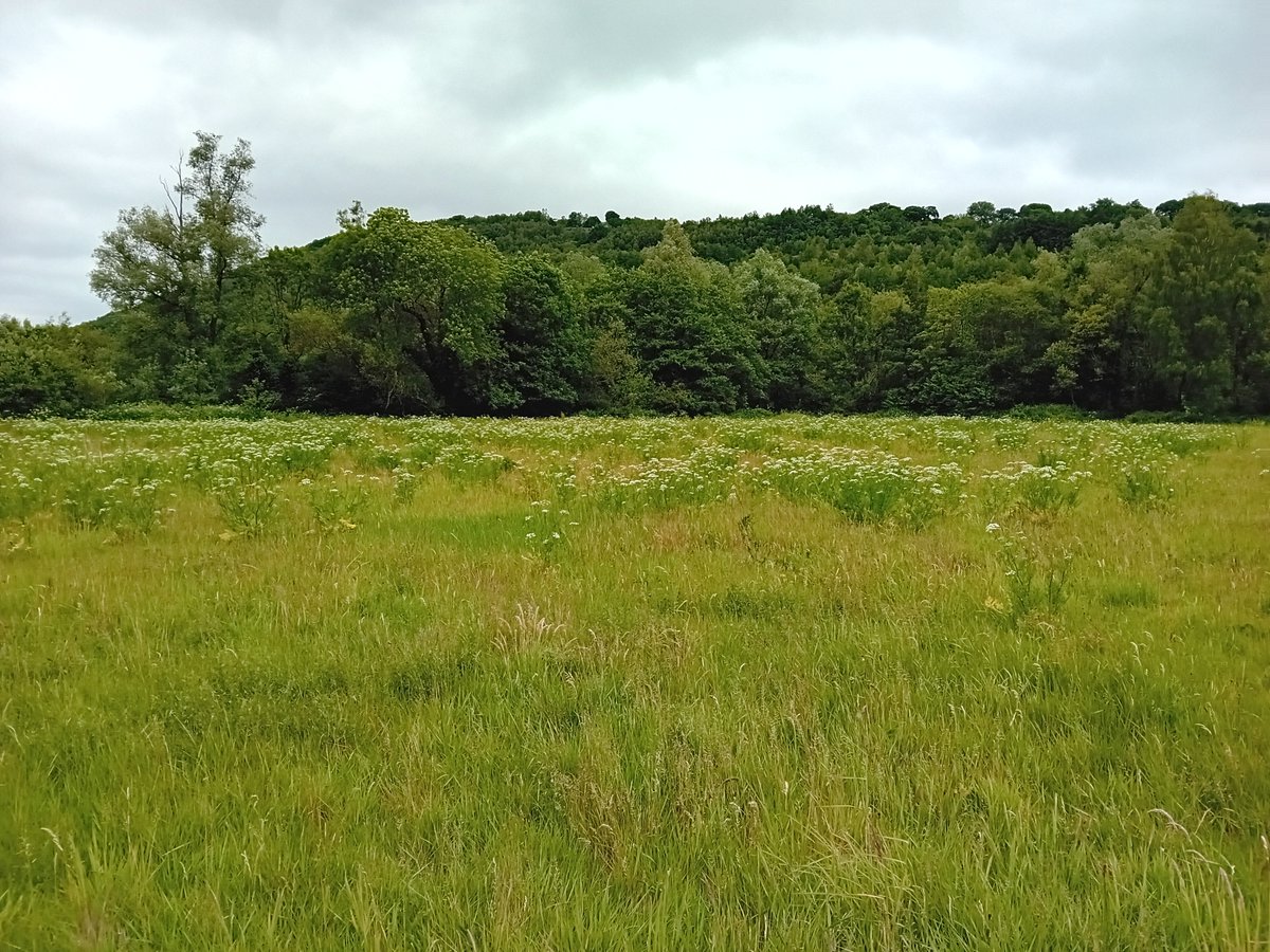 RCTCouncil's tweet photo. Changing mowing at Peace Park, Mountain Ash has made a big difference for wildflowers and insects in the floodplain meadows🐛
Take a trip down and check it out☀️
For more info on biodiversity: https://t.co/QJ2L7bjlY1
Photos from Bob Lewis and Richard Bluck.
#ThinkClimateRCT https://t.co/51XYqyDrlH