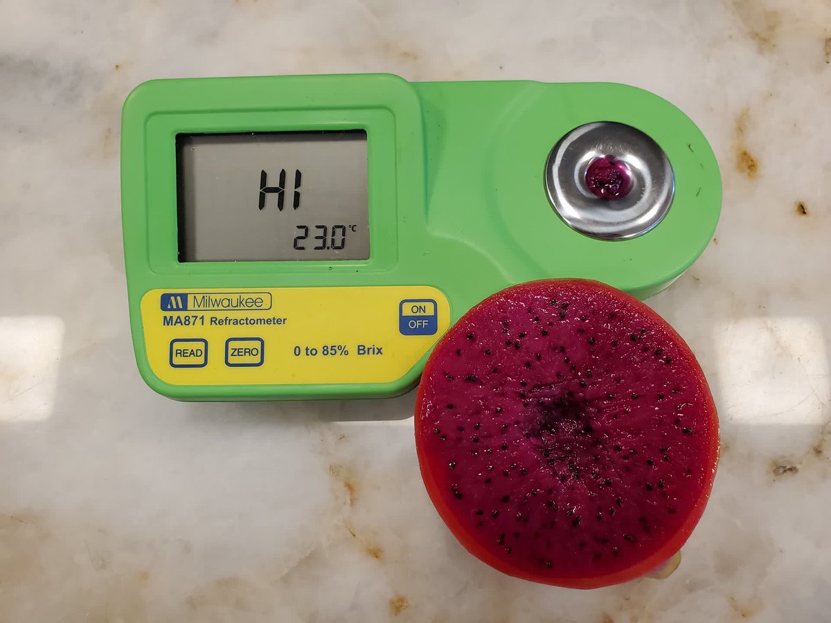 SpicyExotics's tweet photo. Year 3 Sweet as Candy Dragon Fruit variety broke our refractometer at @SpicyExotics. #SpicyExotics #DragonFruit #Pitahaya #SweetAsCandy https://t.co/KYtandw2MN