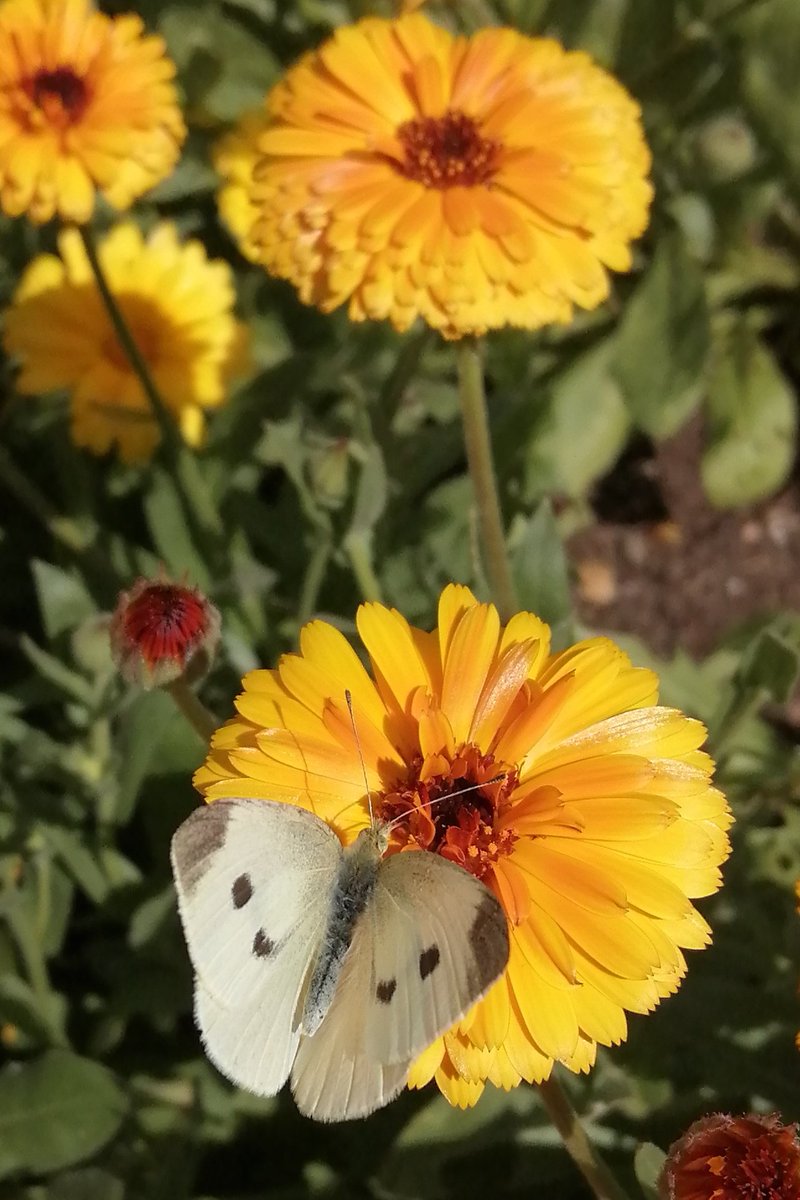 A little lunchtime calendula? Don't mind if I do.
#GardeningTwitter #EdiblePlants
#Butterflies