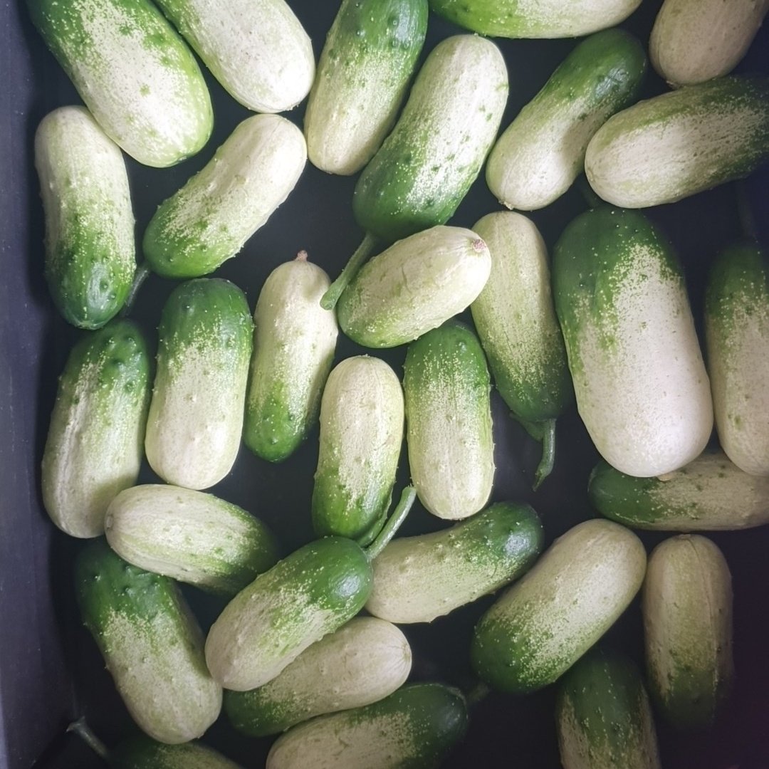 The QUIRKY CUCUMBER COMPANY.