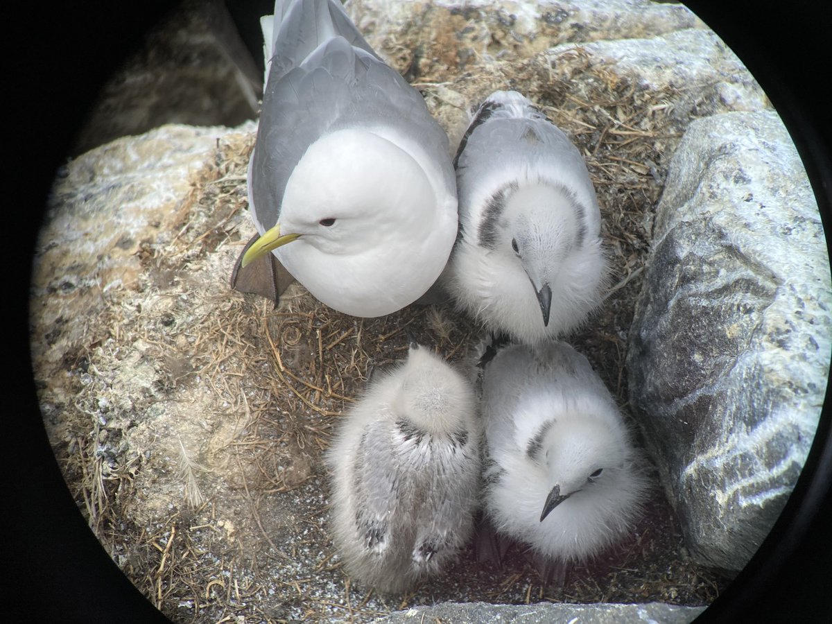 Kittiwakes generally rear one or two chicks on the Isle of May but we see a few broods of three. These chicks have a way to go before fledging but so far so good. ⁦@UKCEHseabirds⁩ ⁦@SteelySeabirder⁩ ⁦@nature_scot⁩ #seabirds