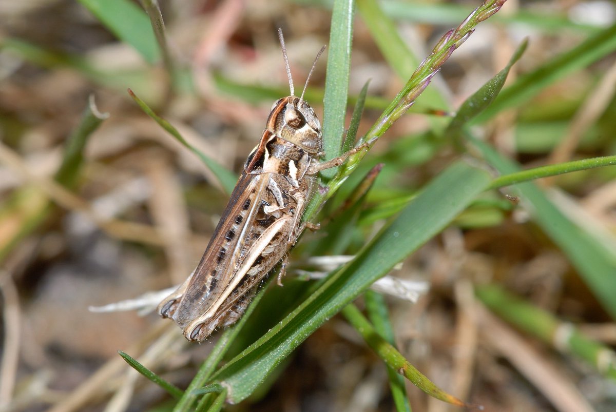 The #grasshopper gang for yesterday evening’s bug walk at Tiptree Heath <a href="/EssexWildlife/">Essex Wildlife Trust</a> refound the #Essex rare mottled grasshopper which was nice <a href="/OrthopteraCH/">Orthoptera.ch</a> #summer #bugs photo Ted Benton