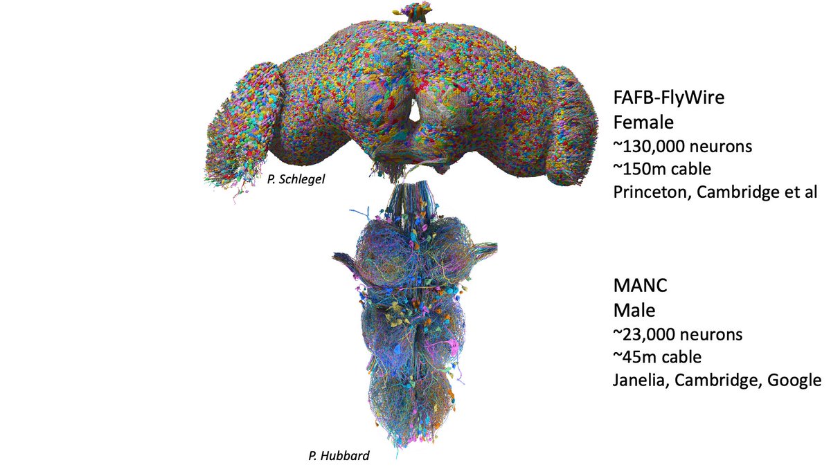 Would you like to shape the future of connectomics ... even neuroscience? Fresh from finishing the two largest connectomes ever, we have post-doc and research assistant positions in the @flyconnectome group @CamZoology (collab w @MRC_LMB @ScottishWaddell @janeliaflyem) Pls RT 1/4