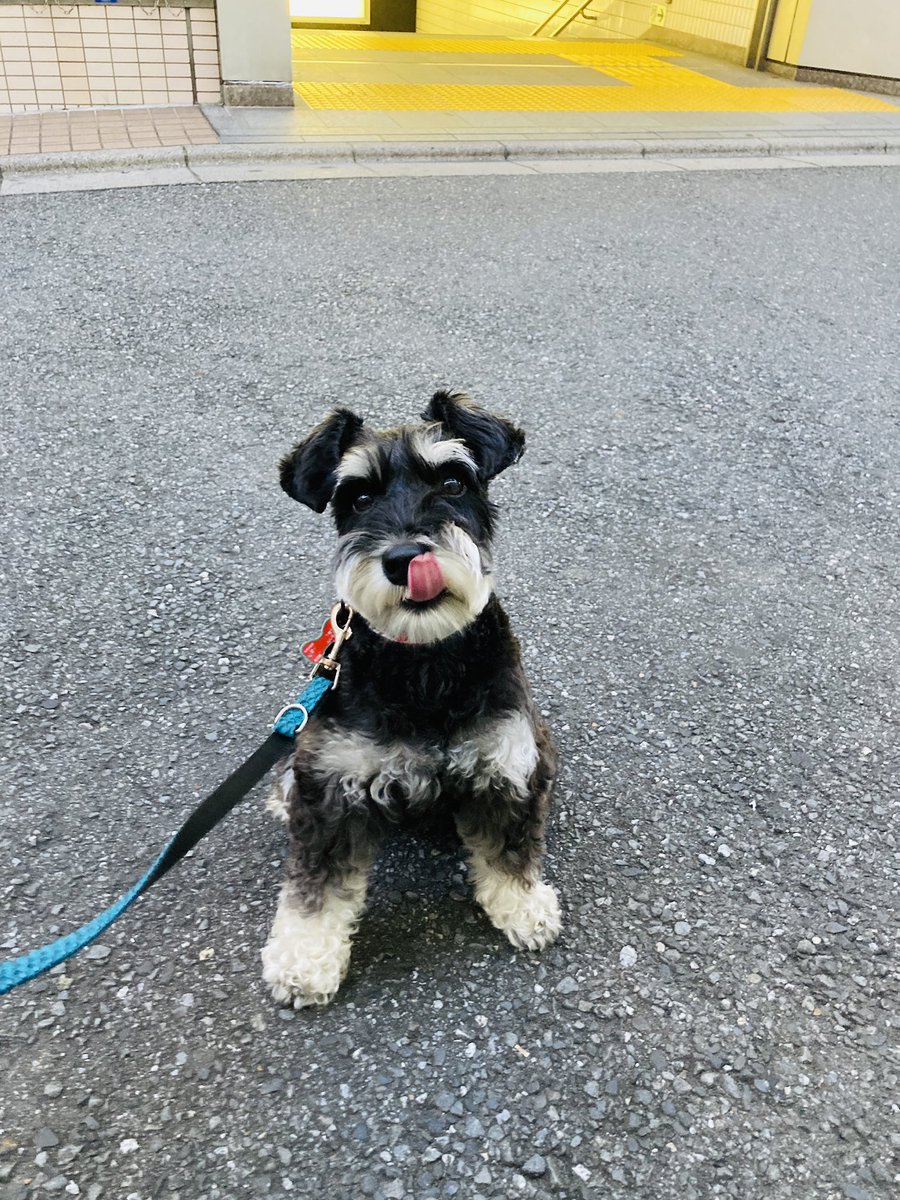 MojaPeco's tweet photo. 仕事の合間に子どものお迎え。忠犬ペコ氏 https://t.co/XMOLCVuI8O