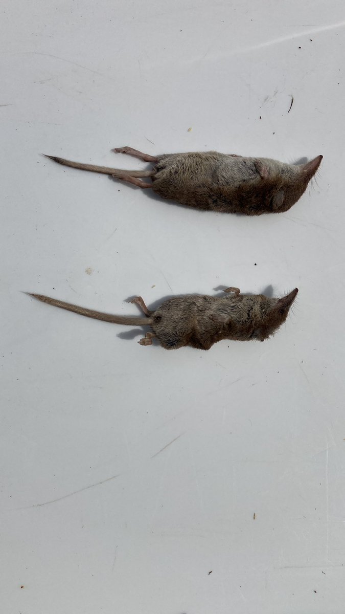 MarkPrina's tweet photo. Top animal head &amp; body 60mm : tail 40mm; lower animal 54mm : 45mm. Are these both Pygmy Shrews? @Mammal_Society @EssexWT_Darren @ARochaUK #foxearthmeadows https://t.co/Z4CpHFlpjK