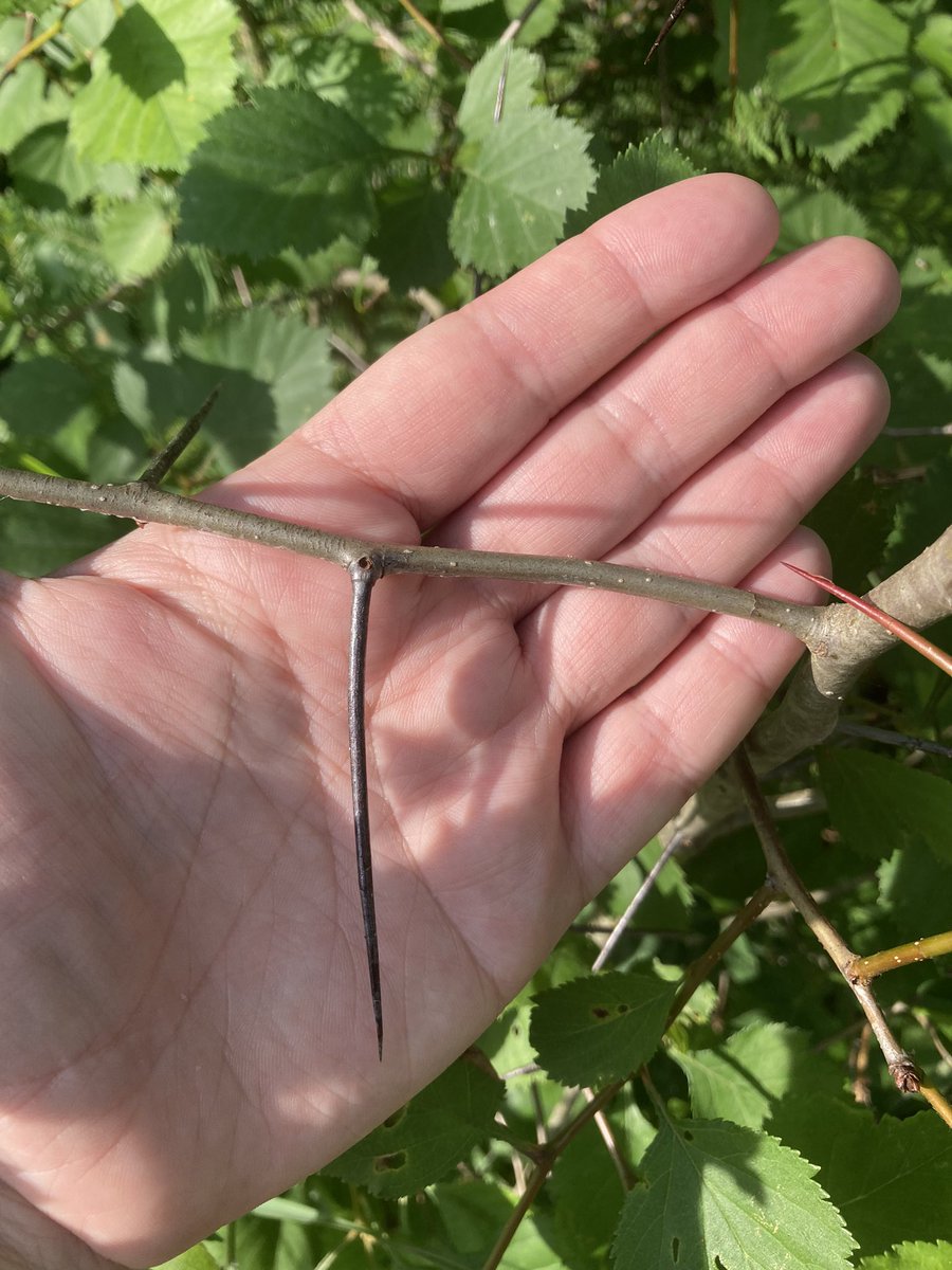 Found a bunch of baby native hawthorns by a roadside! I will definitely be returning with a shovel in the autumn to add them to my hedgerow project.

In folklore hawthorn is sacred to the light fairy court and is potently protective.

More info:

whitedragon.org.uk/articles/hawth…